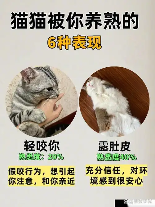 猫咪依赖度启示录：王者荣耀中单“黏人型”打法，让对手寸步难行